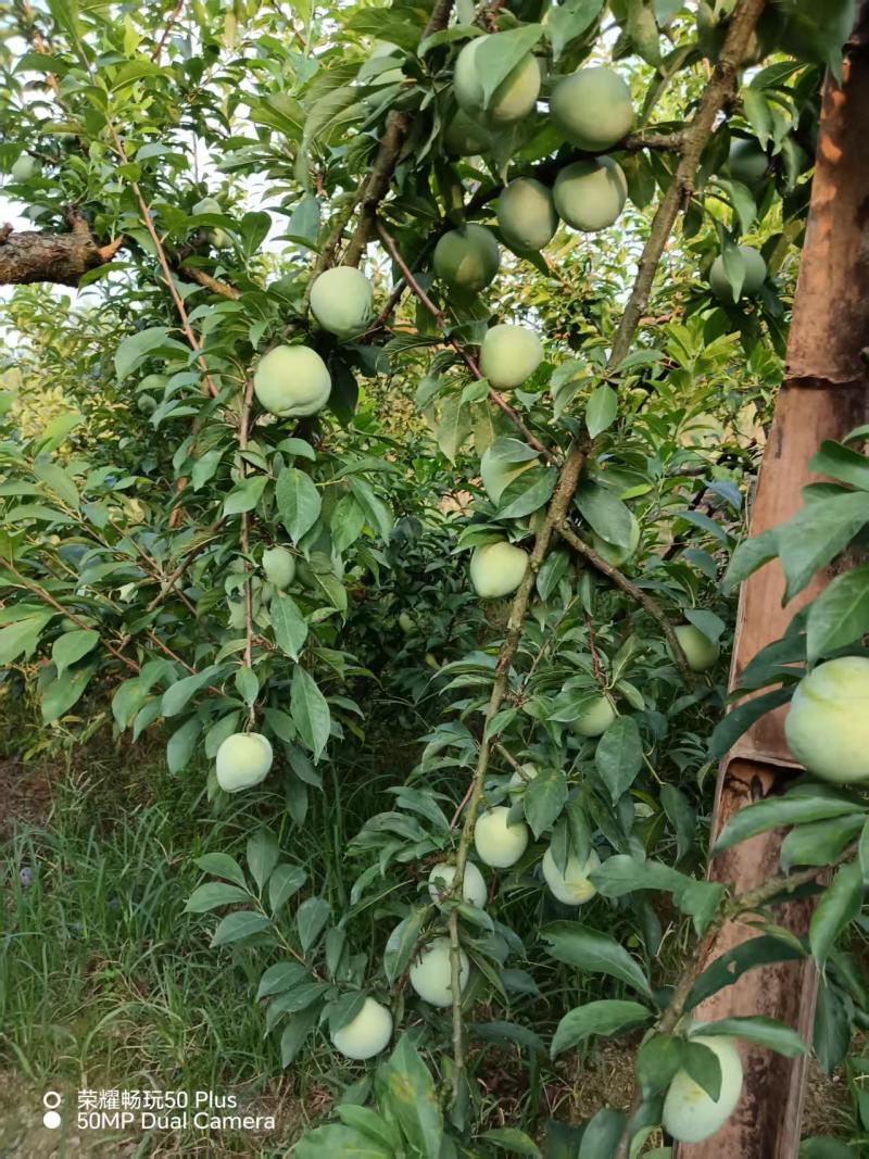 湖南李子大量供货对接市场商超社区团购欢迎来电