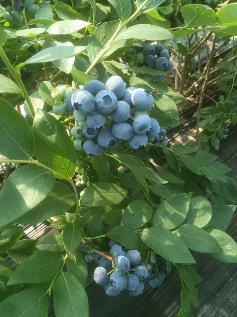 丹东杜克露地蓝莓甜度高糖分足按需分拣打包各种包装都有