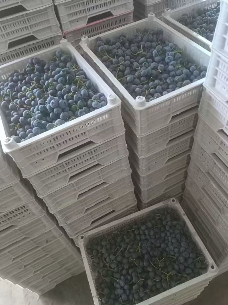 丹东杜克露地蓝莓甜度高糖分足按需分拣打包各种包装都有