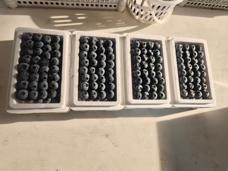 丹东杜克露地蓝莓甜度高糖分足按需分拣打包各种包装都有