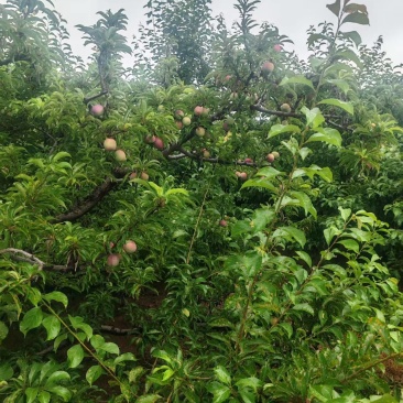 【推荐】紫李子大量有货！产地直供！全国直发