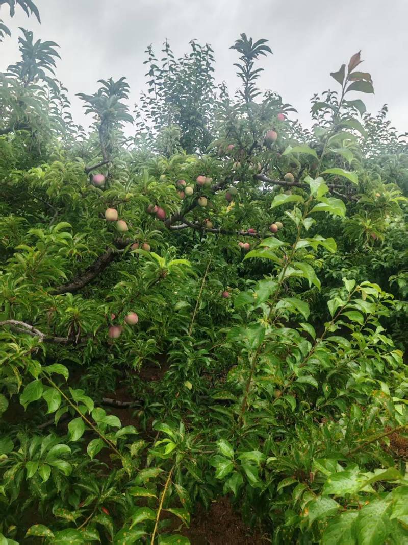 【推荐】紫李子大量有货！产地直供！全国直发