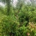 【推荐】紫李子大量有货！产地直供！全国直发