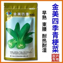 金美四季青梗菜种子耐热抗性强油菜小青菜种子春夏秋季蔬菜种