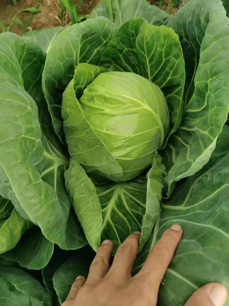 圆白菜