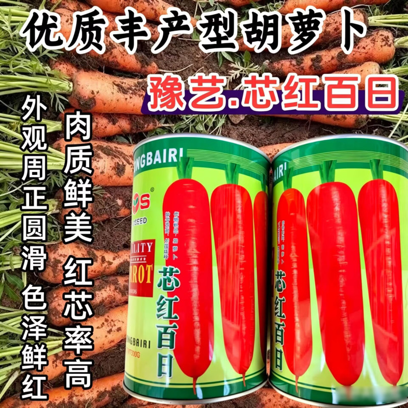 芯红百日胡萝卜种子优质高产三红率高鲜红萝卜秋播胡萝卜种子