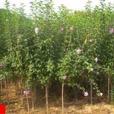 木槿