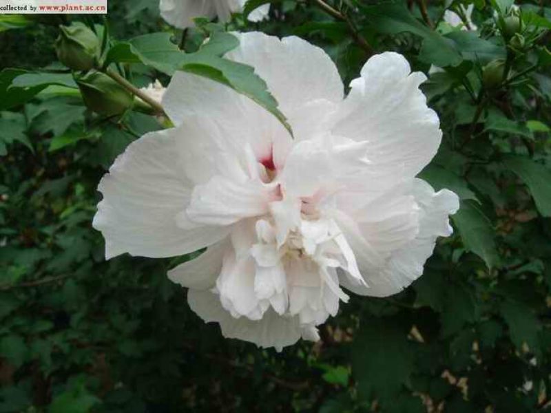 木槿