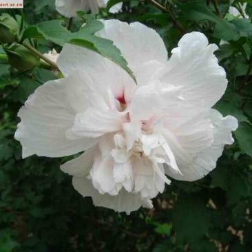 木槿树