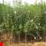 木槿树