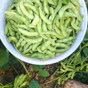 河北毛豆颗粒饱满现摘现发一手货源承接电商加工餐饮酒店批发