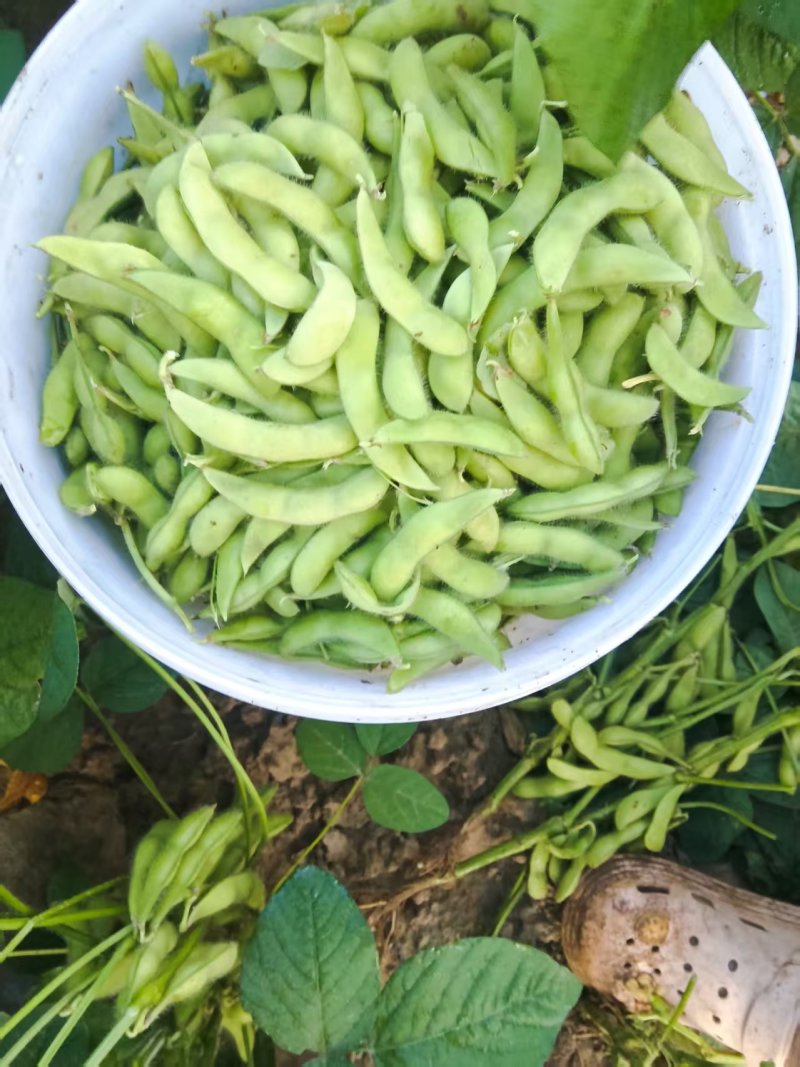 河北毛豆颗粒饱满现摘现发一手货源承接电商加工餐饮酒店批发