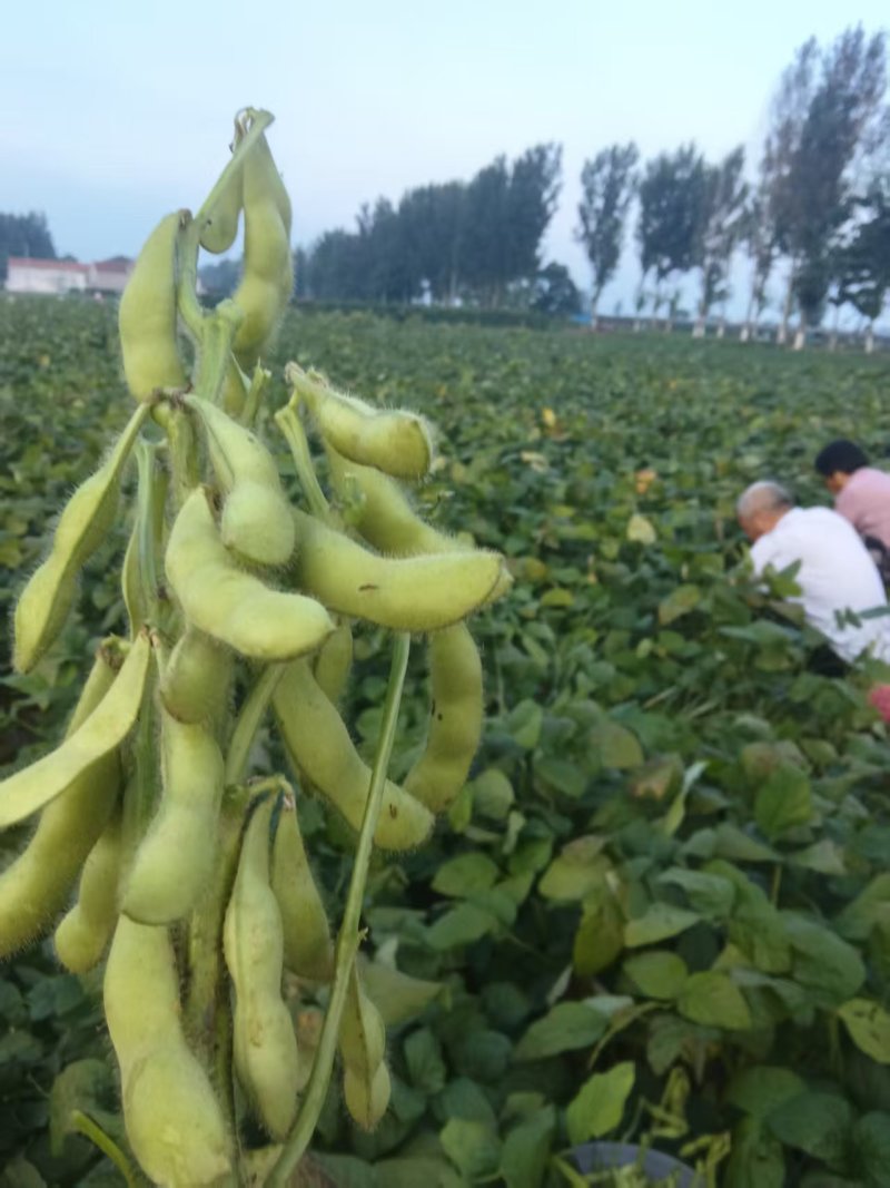 河北毛豆颗粒饱满现摘现发一手货源承接电商加工餐饮酒店批发