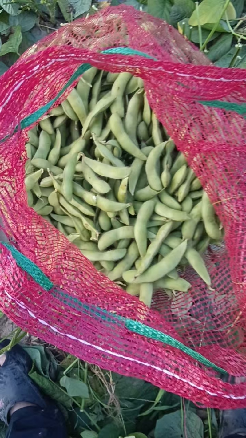 河北毛豆颗粒饱满现摘现发一手货源承接电商加工餐饮酒店批发
