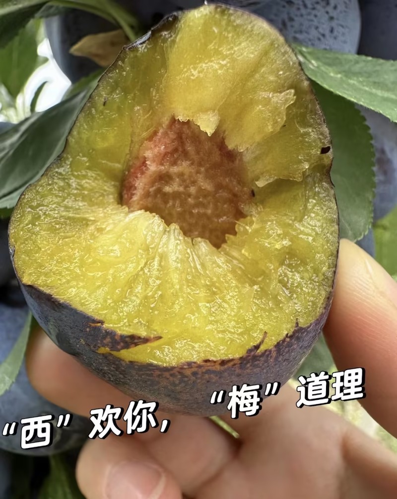 【一件代发】精品西梅蓝西梅电商可发全平台日出一万+