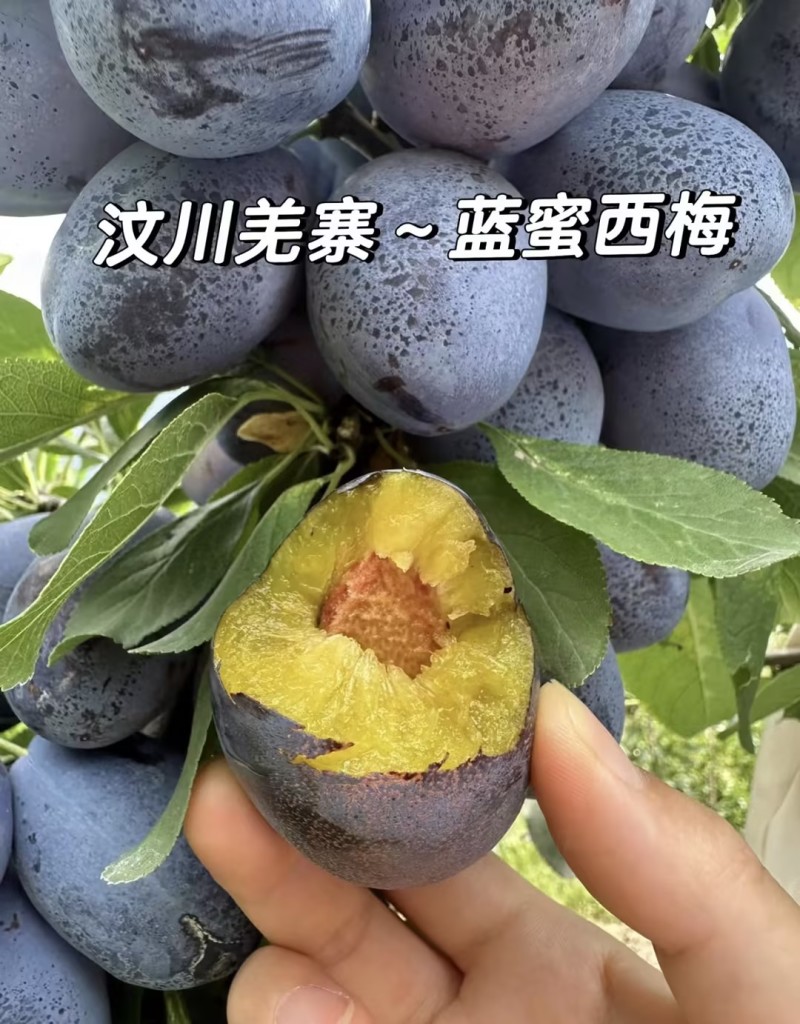 【一件代发】精品西梅蓝西梅电商可发全平台日出一万+