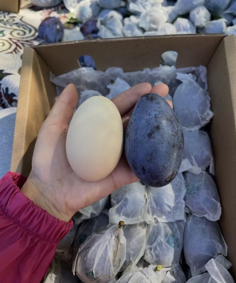 【实力推荐】精品西梅蓝西梅可对接电商市场商超一件可发