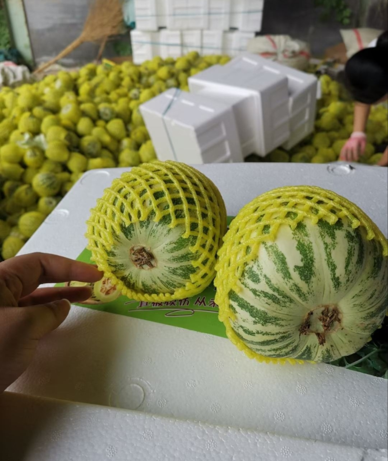 【精品】花蜜甜瓜基地直发价格美丽对接全国市场电商商超等