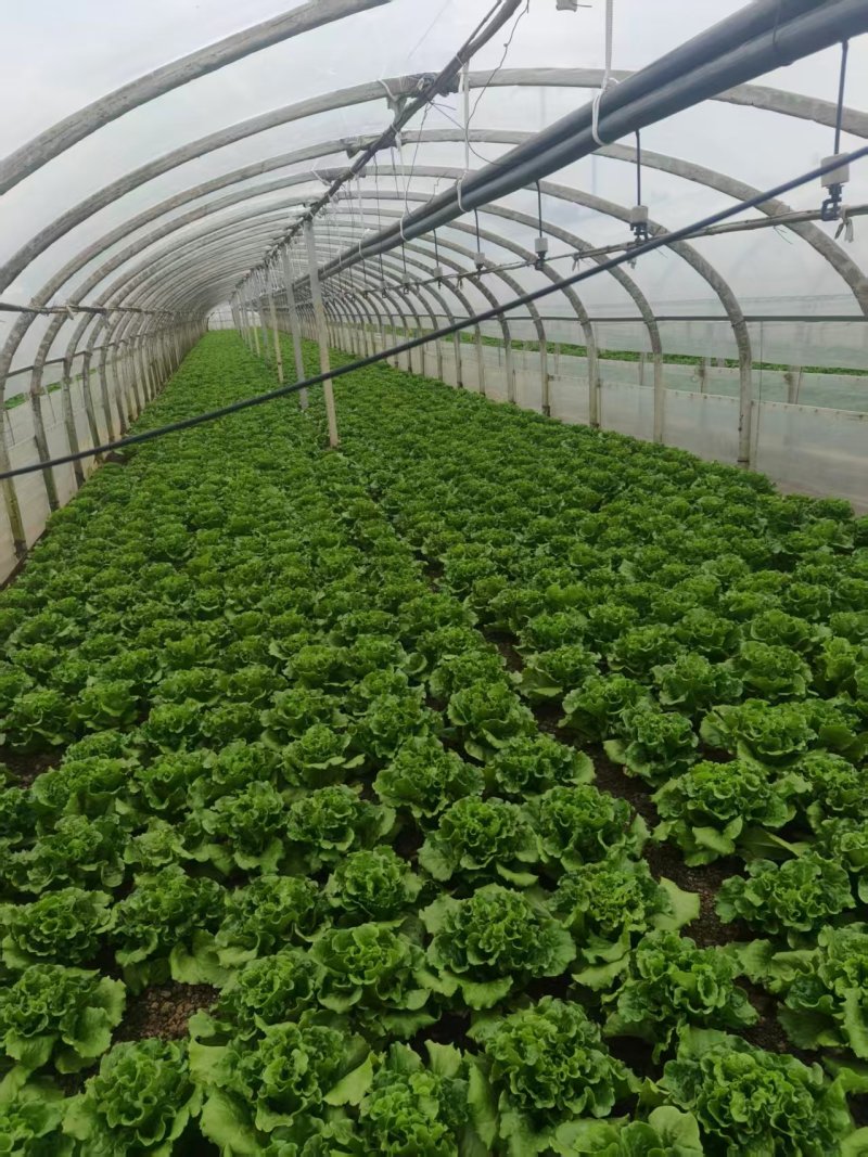 意大利生菜云南曲靖生菜新鲜蔬菜基地种植量大价优欢迎电联