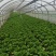 意大利生菜云南曲靖生菜新鲜蔬菜基地种植量大价优欢迎电联