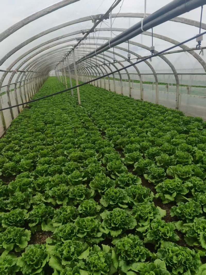 意大利生菜云南曲靖生菜新鲜蔬菜基地种植量大价优欢迎电联