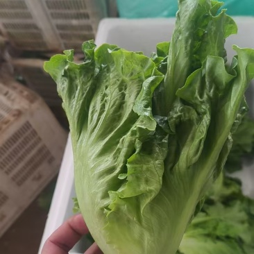 意大利生菜云南曲靖生菜新鲜蔬菜基地种植量大价优欢迎电联