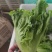 意大利生菜云南曲靖生菜新鲜蔬菜基地种植量大价优欢迎电联