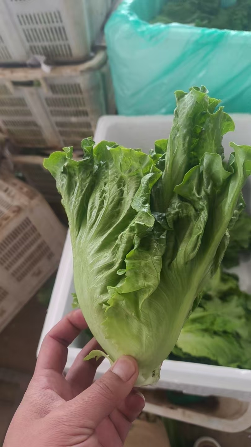 意大利生菜云南曲靖生菜新鲜蔬菜基地种植量大价优欢迎电联