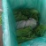 意大利生菜云南曲靖生菜新鲜蔬菜基地种植量大价优欢迎电联