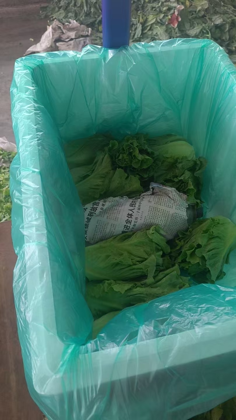 意大利生菜云南曲靖生菜新鲜蔬菜基地种植量大价优欢迎电联