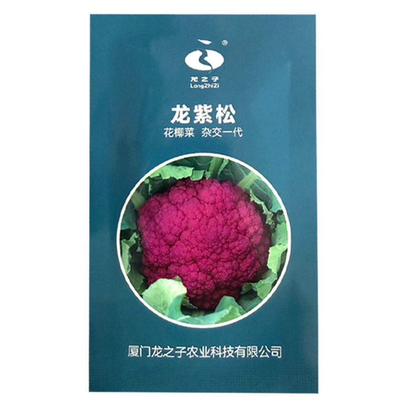 紫色花菜种子65天免盖球露地种植早熟龙紫松花椰菜种子