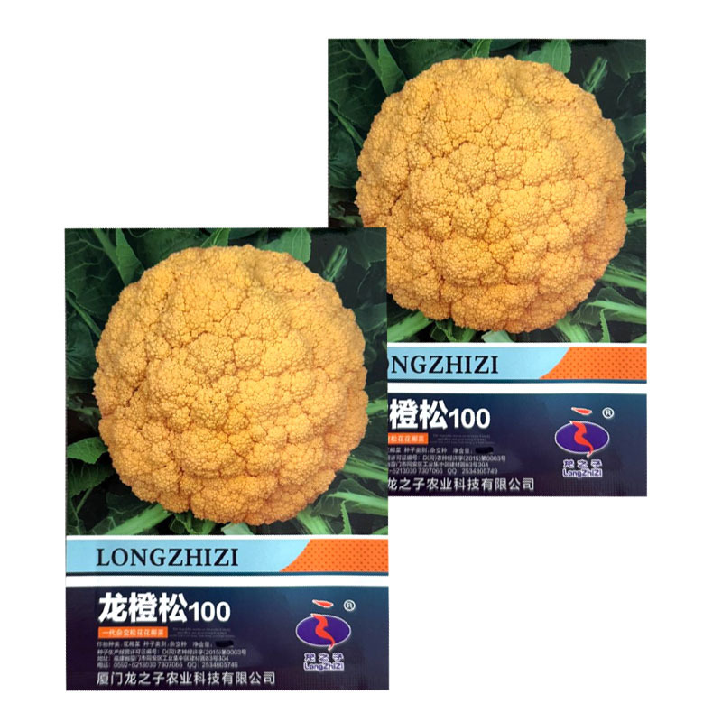 龙橙松100黄色花椰菜种子中晚熟耐寒花球松大黄色花菜种子