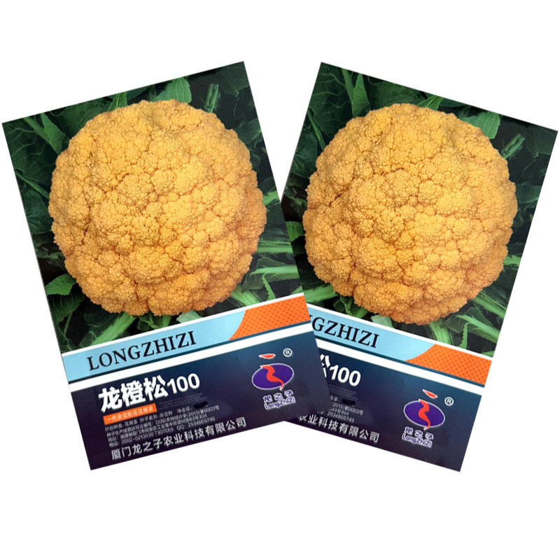 龙橙松100黄色花椰菜种子中晚熟耐寒花球松大黄色花菜种子