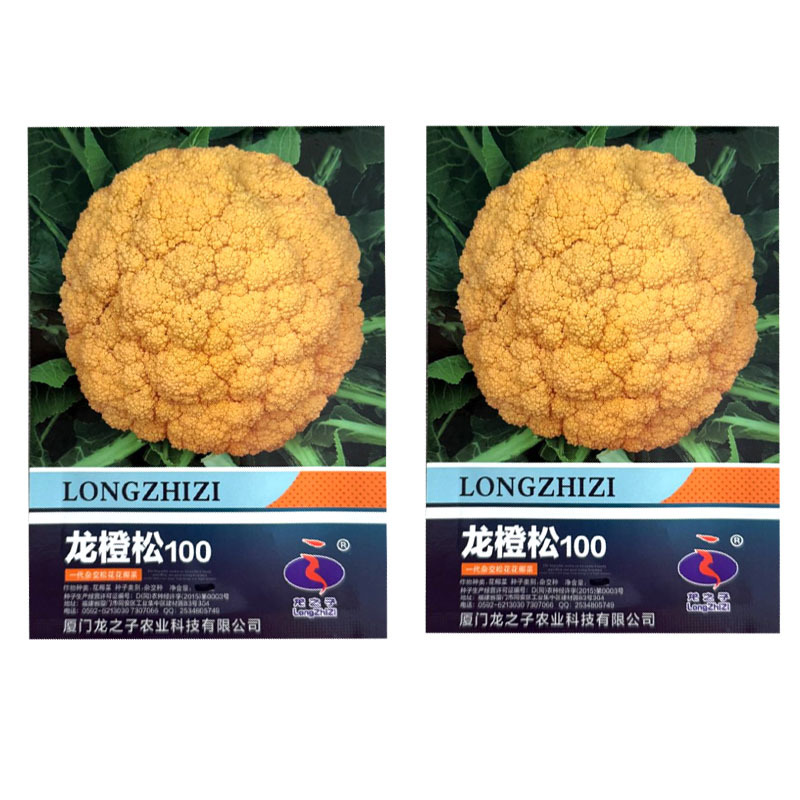龙橙松100黄色花椰菜种子中晚熟耐寒花球松大黄色花菜种子