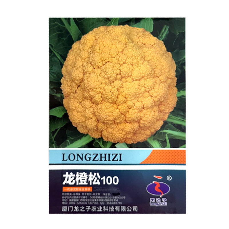 龙橙松100黄色花椰菜种子中晚熟耐寒花球松大黄色花菜种子