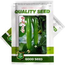 华为2号旱黄瓜种子纯雌型水果黄瓜种子抗病节间短节节有瓜