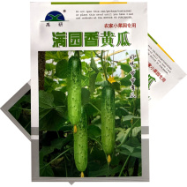 满园香黄瓜种子强雌型结瓜多黑刺口感甜脆节节有瓜水果旱黄瓜