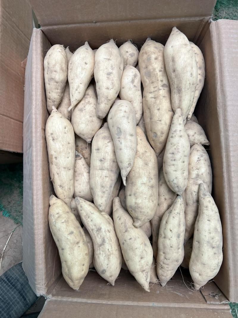 热卖湖北人参薯基地直发对接电商市场商超可视频