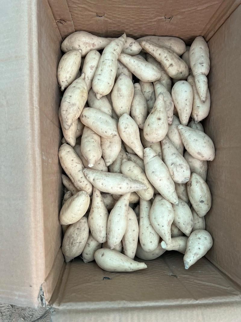 热卖湖北人参薯基地直发对接电商市场商超可视频