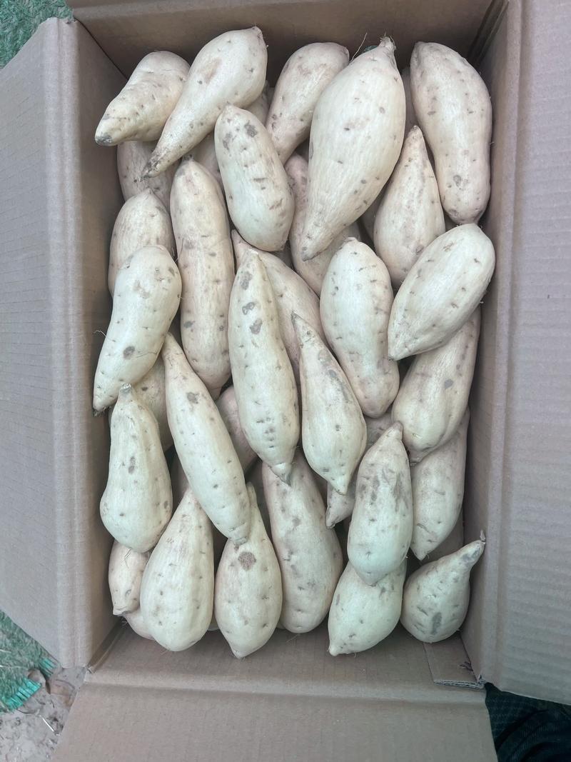 热卖湖北人参薯基地直发对接电商市场商超可视频