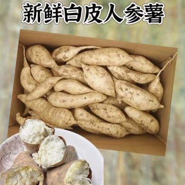 热卖湖北人参薯基地直发对接电商市场商超可视频