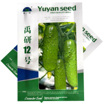 禹研12号旱黄瓜种子杂交纯雌型黄瓜种籽节间短白刺口感甜脆