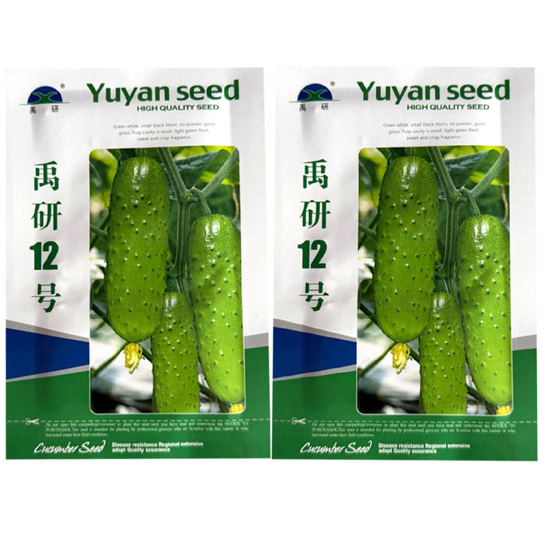 禹研12号旱黄瓜种子杂交纯雌型黄瓜种籽节间短白刺口感甜脆