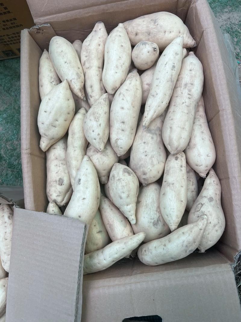 优选湖北人参薯基地直发对接电商市场商超可视频