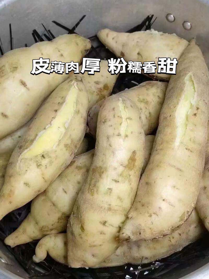 优选湖北人参薯基地直发对接电商市场商超可视频