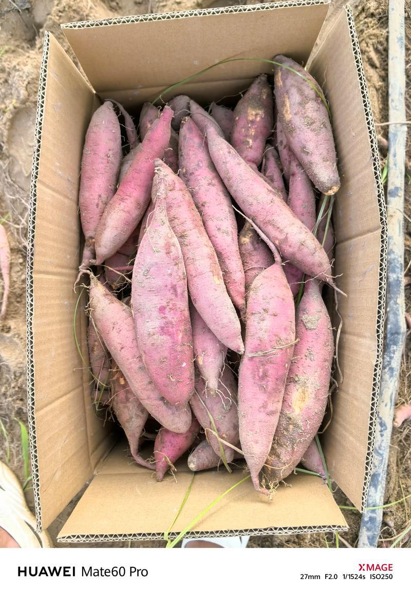 优选湖北济薯2633基地直发对接电商市场商超