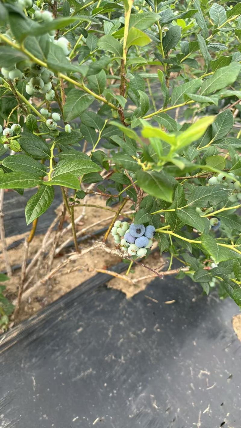 加工果蓝莓，瑞卡蓝莓，欢迎客商前来采购！支持视频看货
