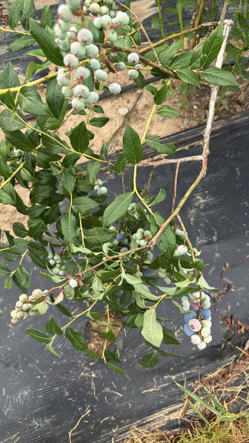 加工果蓝莓，瑞卡蓝莓，欢迎客商前来采购！支持视频看货