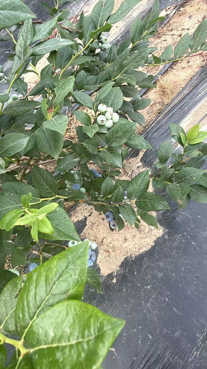 加工果蓝莓，瑞卡蓝莓，欢迎客商前来采购！支持视频看货