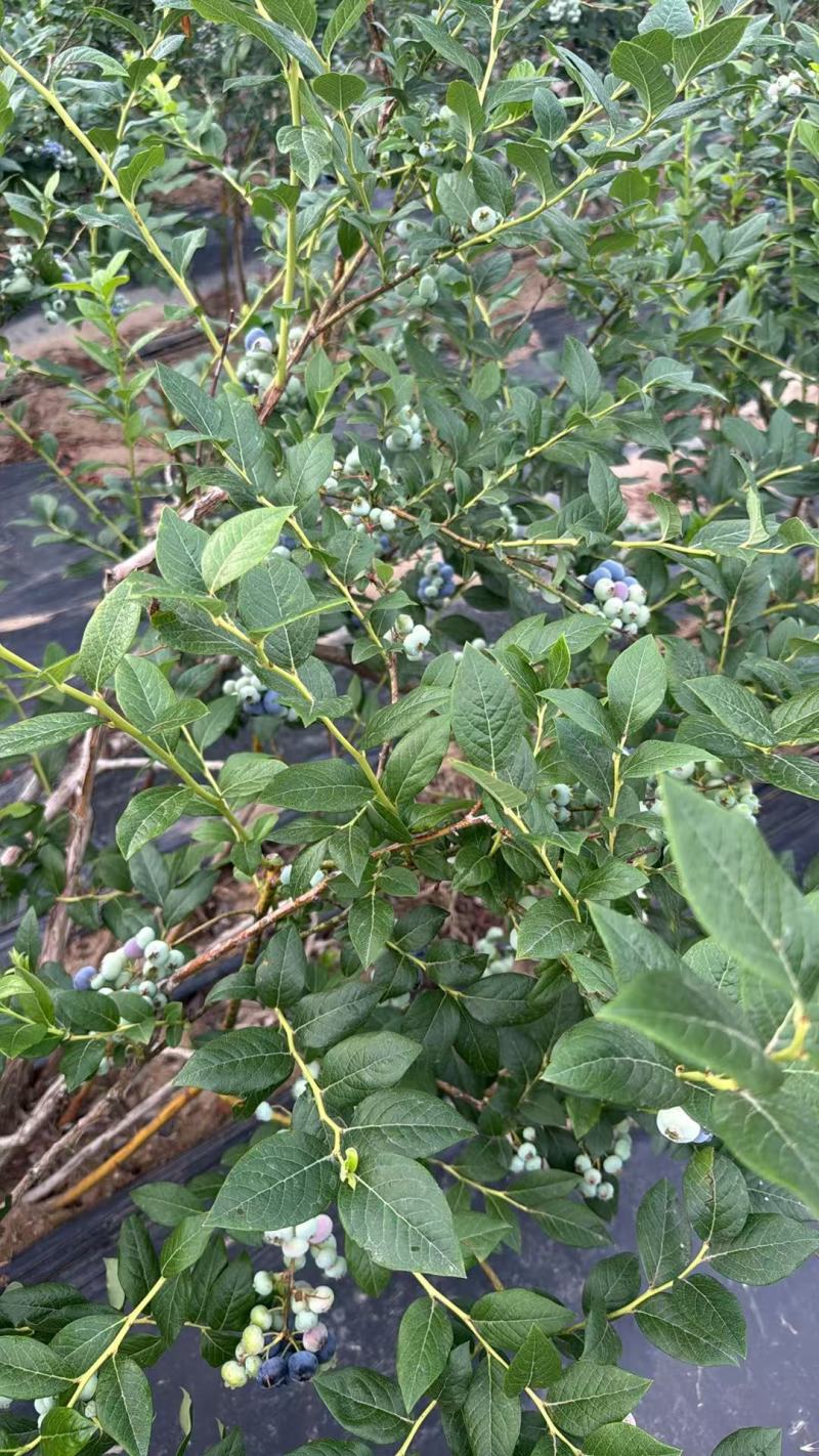 加工果蓝莓，瑞卡蓝莓，欢迎客商前来采购！支持视频看货